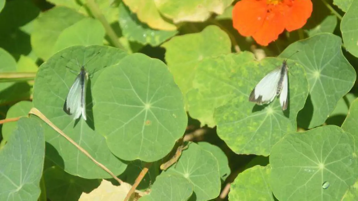 Mariposas blancas nativas de MéxicoTOMÁS BAÑOS